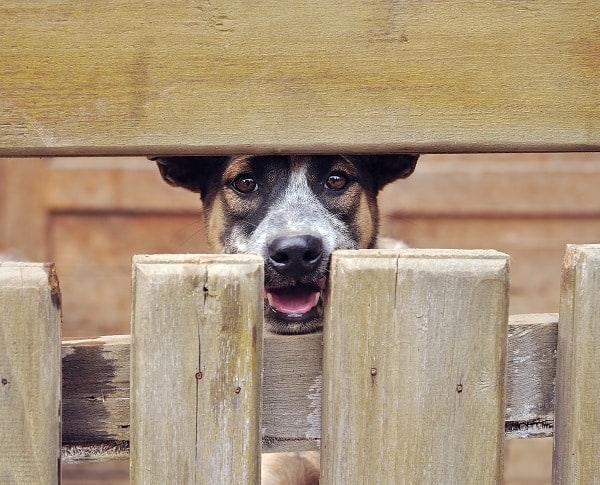 Cute Dog face peers out from behind a wooden fence